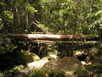 Rainforest - Mount Kinabalu Trekking