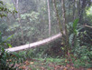 Hanging Bridges - Mount Kinabalu Trekking