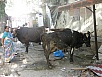 heilige Kühe in den Gassen von Bombay