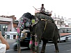 Zurück nach Jaipur - Elefanten