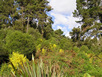 Taupo Forrest