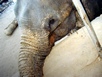 6. Tag - Elefantenbad von Katugastota (5 km nördlich von Kandy)