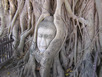 Buddha head wrapped in banyan roots at Wat Phra Mahathat