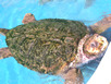 TAMAR Turtle Reserve