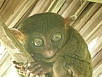 Phillippines - Kobold Maki