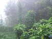 Mount Kinabalu Trekking
