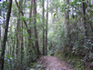Mount Kinabalu Trekking