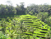 Reisterrassen - Adong - Nähe Ubud