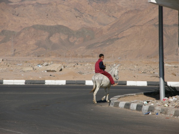 PA290118.jpg