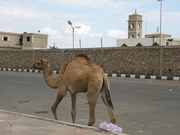 PA290155.jpg