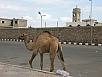 PA290155.jpg
