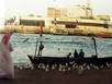 Dhows