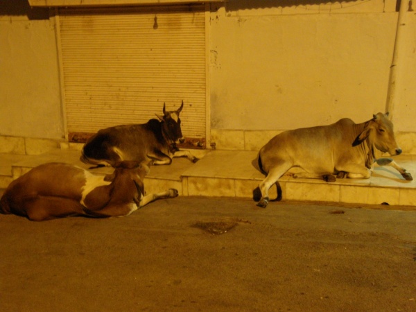 PB051024.jpg