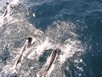 Dolphins beyond us