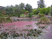 Rotorua - Orchid Gardens
