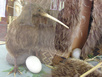 Kiwi Bird - Te Whakarewarewa