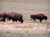 Bisonherde