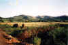 South Africa - Hluehlue Reservat