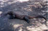 Indonesia - Komodo - Komodo Dragon