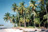 Maldives - Little Hura Island - Coconut Palms