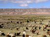 Vicunas, Lamas, Guanacos und Alpacas