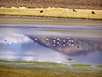 Anden Flamingos am Lago Chungara
