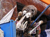 Hexenmarkt (Mercado de Hechiceria)