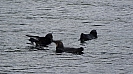 DSC07232.jpg