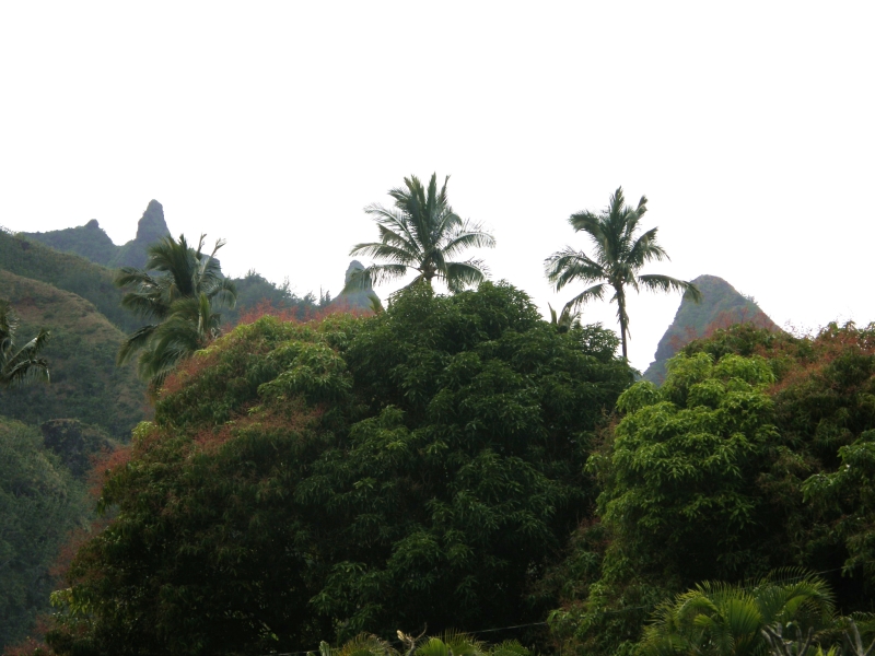 P2100694.jpg