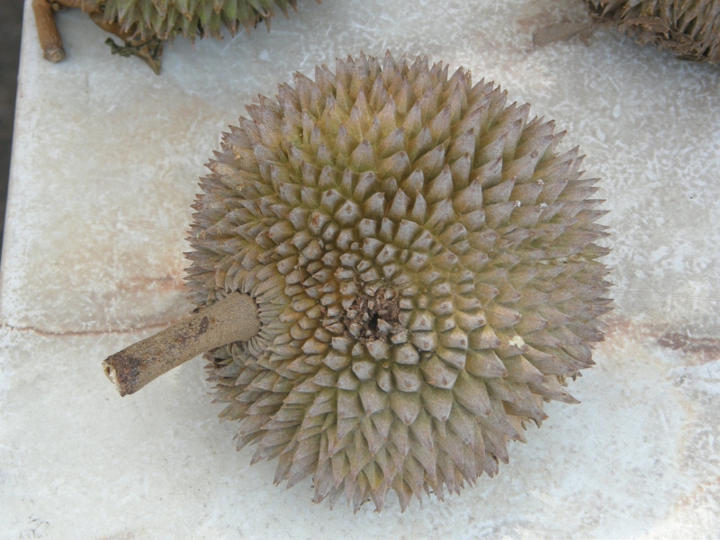 P2240440.jpg