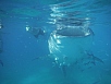 DSCF7927.jpg