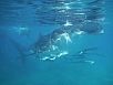 DSCF7930.jpg