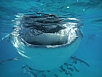 DSCF7941.jpg