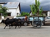 DSC00460.jpg