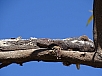 DSC00597.jpg