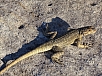 DSC01180.jpg