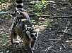 DSC01375.jpg