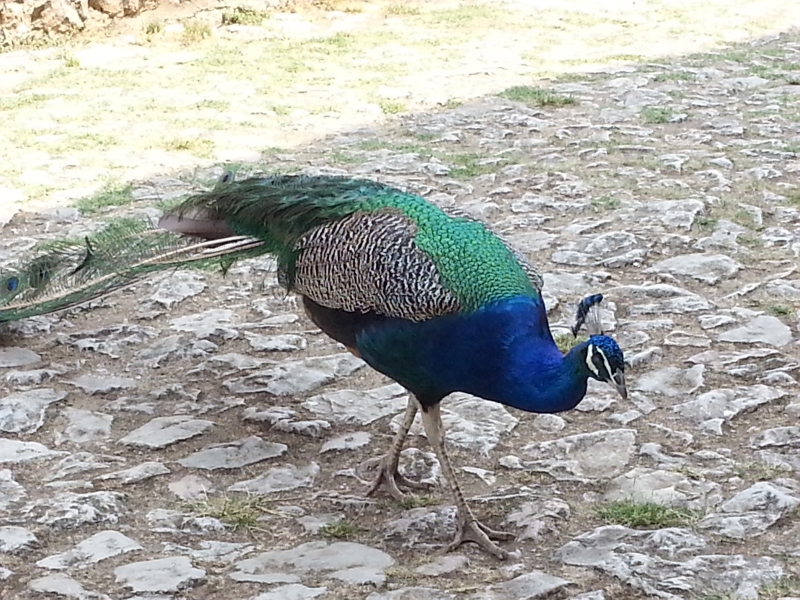 20150710_113801.jpg