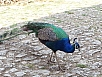 20150710_113801.jpg