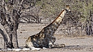 DSC04526.jpg