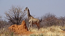DSC04993.jpg