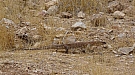 DSC06239.jpg