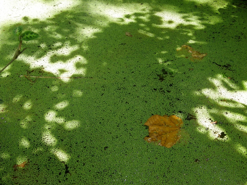P2191245.jpg