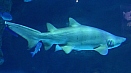 DSC08004.jpg
