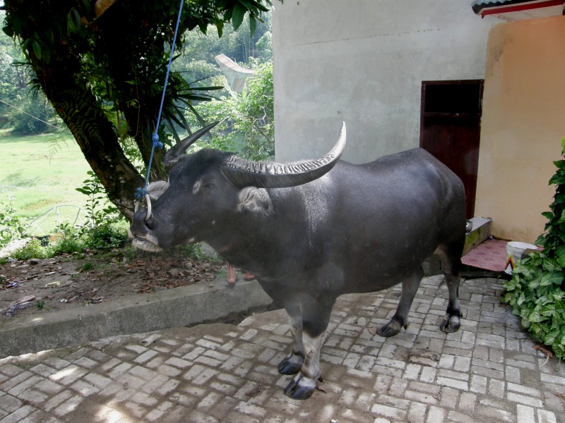 PA260229.jpg