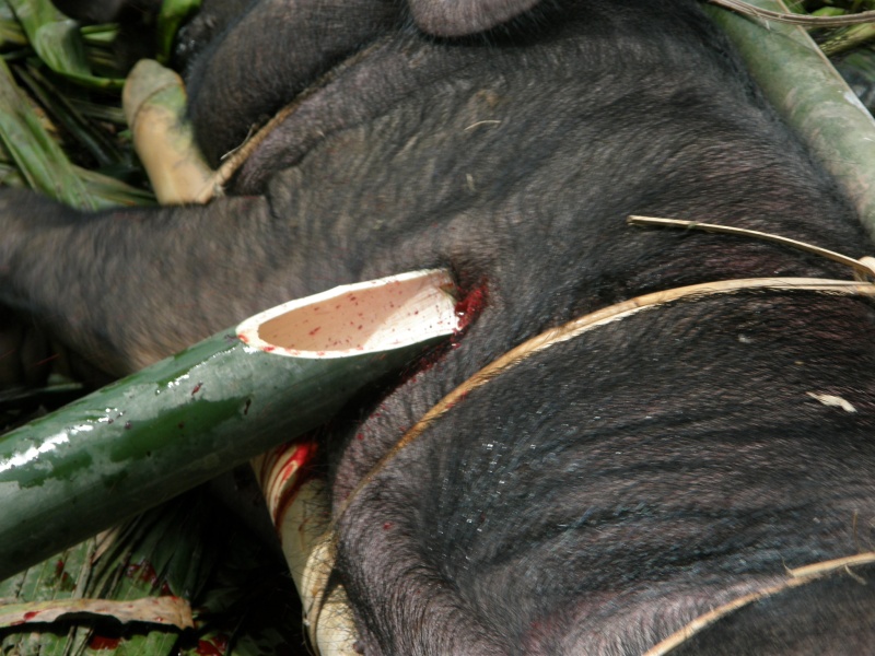 PA260377.jpg