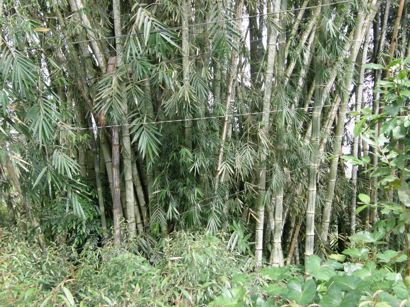 PA260420.jpg