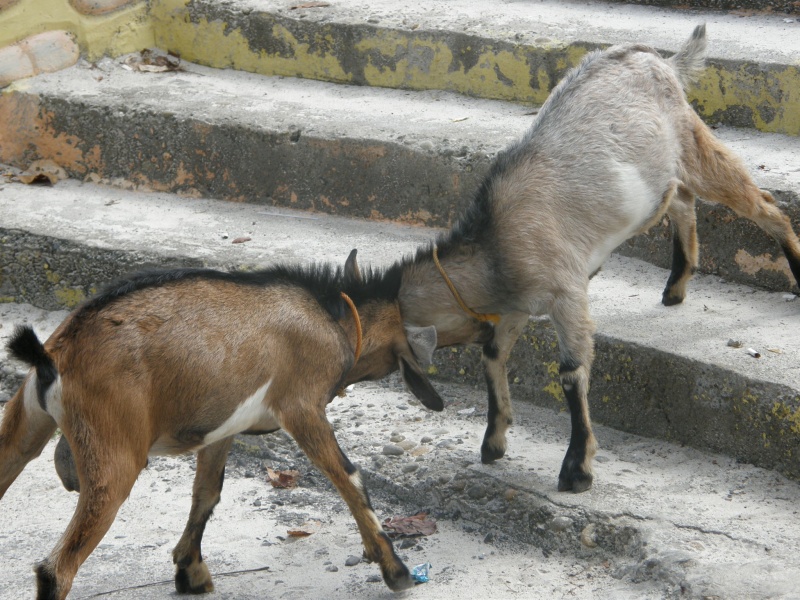 PA290777.jpg