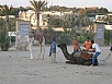 PA230491.jpg