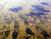 Everglades